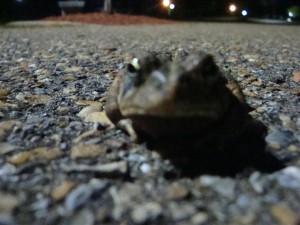 nightfrog