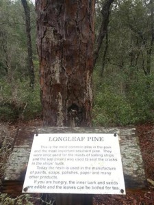 Longleaf%20Pine