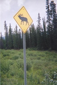 big%20moose%20roam%20the%20road