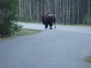 BisonButt