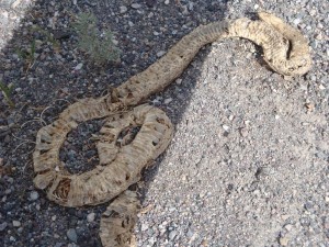 Rattlesnake