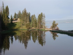 TreesMirrorYellowstone